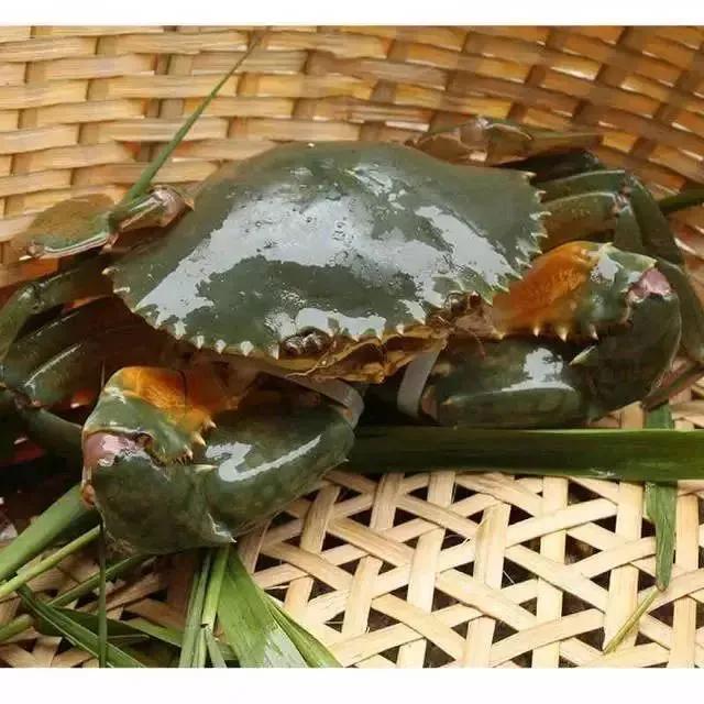 珠海杂忆（44）：海鲜与吃螃蟹