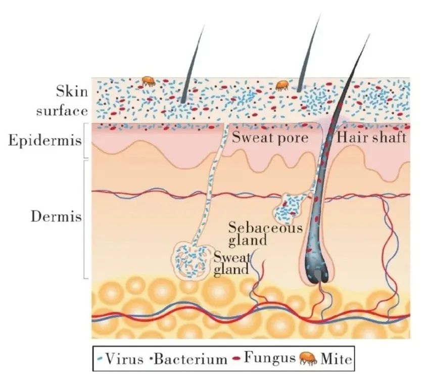 二裂酵母有多火爆,口碑最好的二裂酵母
