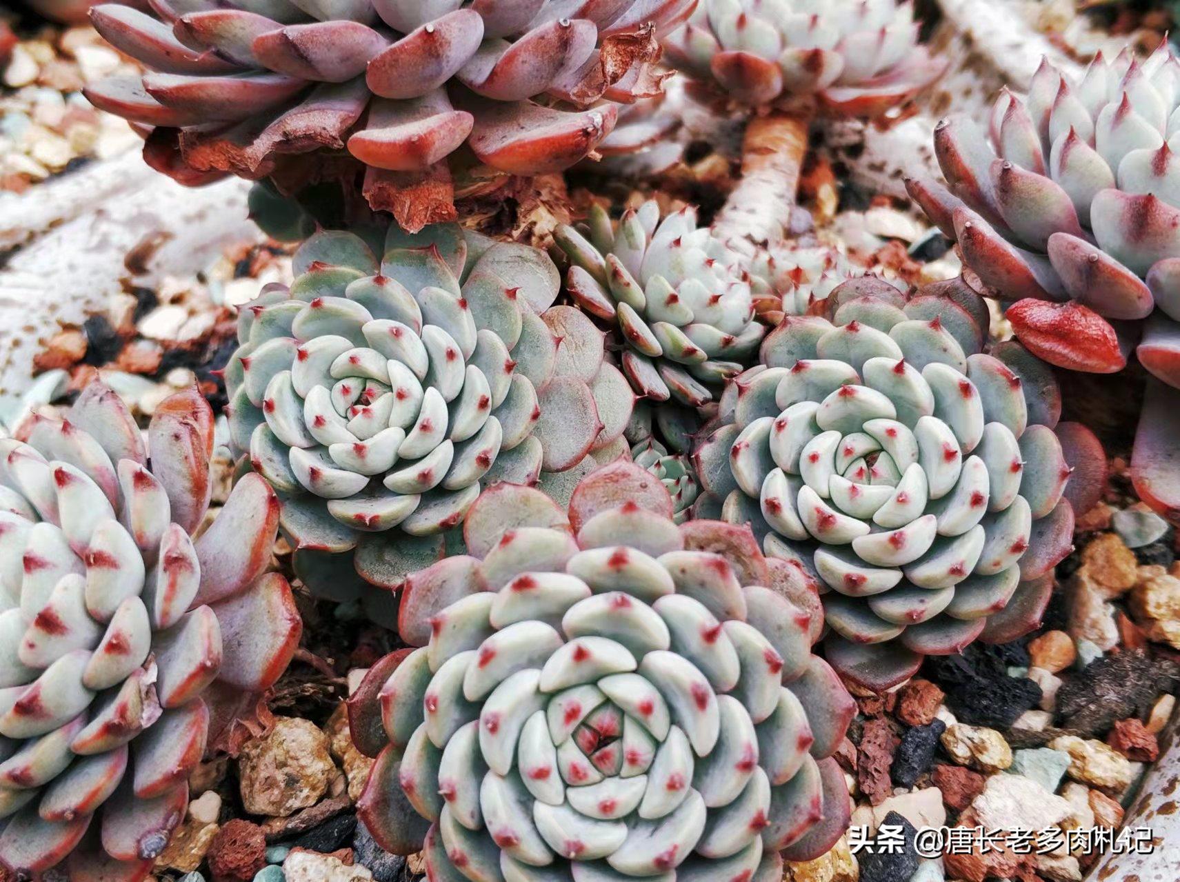 多肉小苗如何快速养大,怎么把多肉小苗养得粗壮