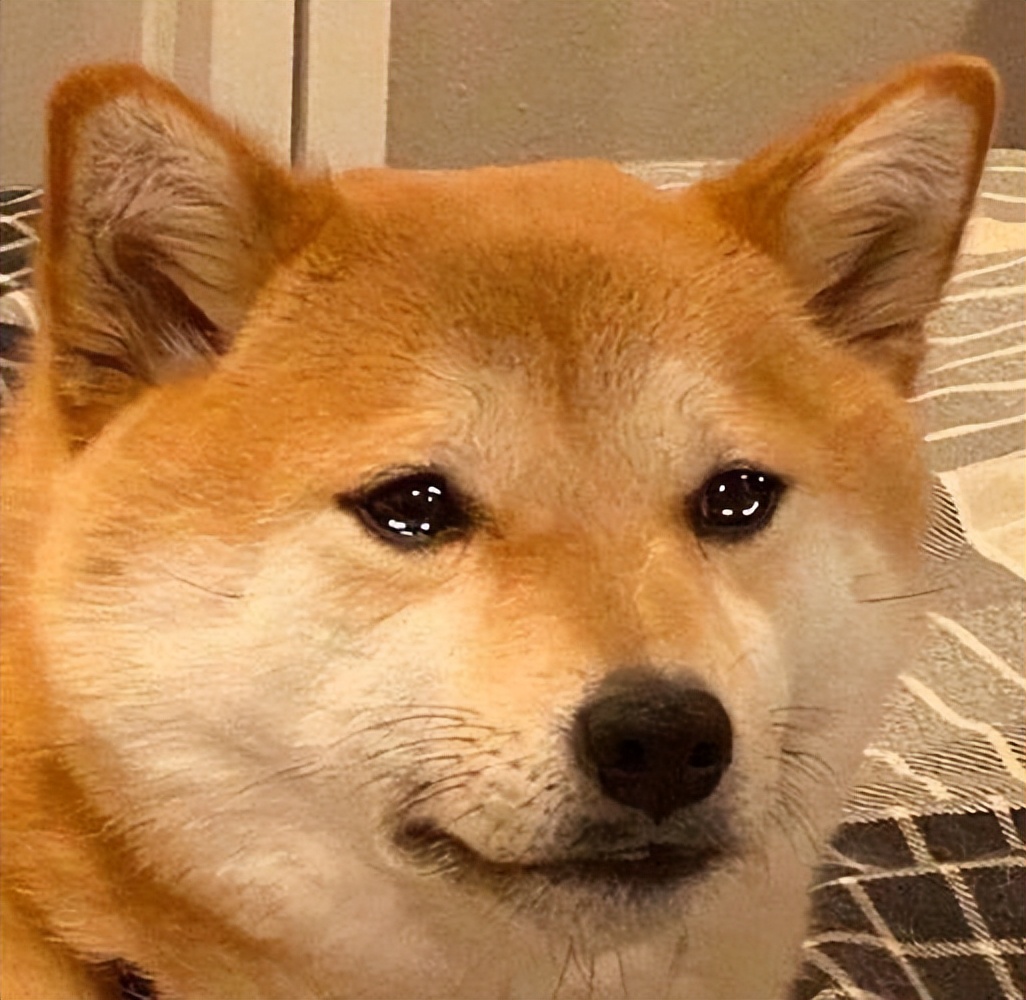 狗狗有泪痕应该怎么去除,狗狗有泪痕应该怎么处理