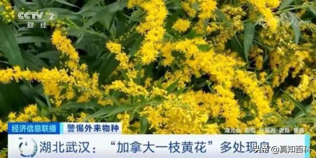 加拿大一枝黄花入侵现状,加拿大一枝黄花可以入侵哪些区域