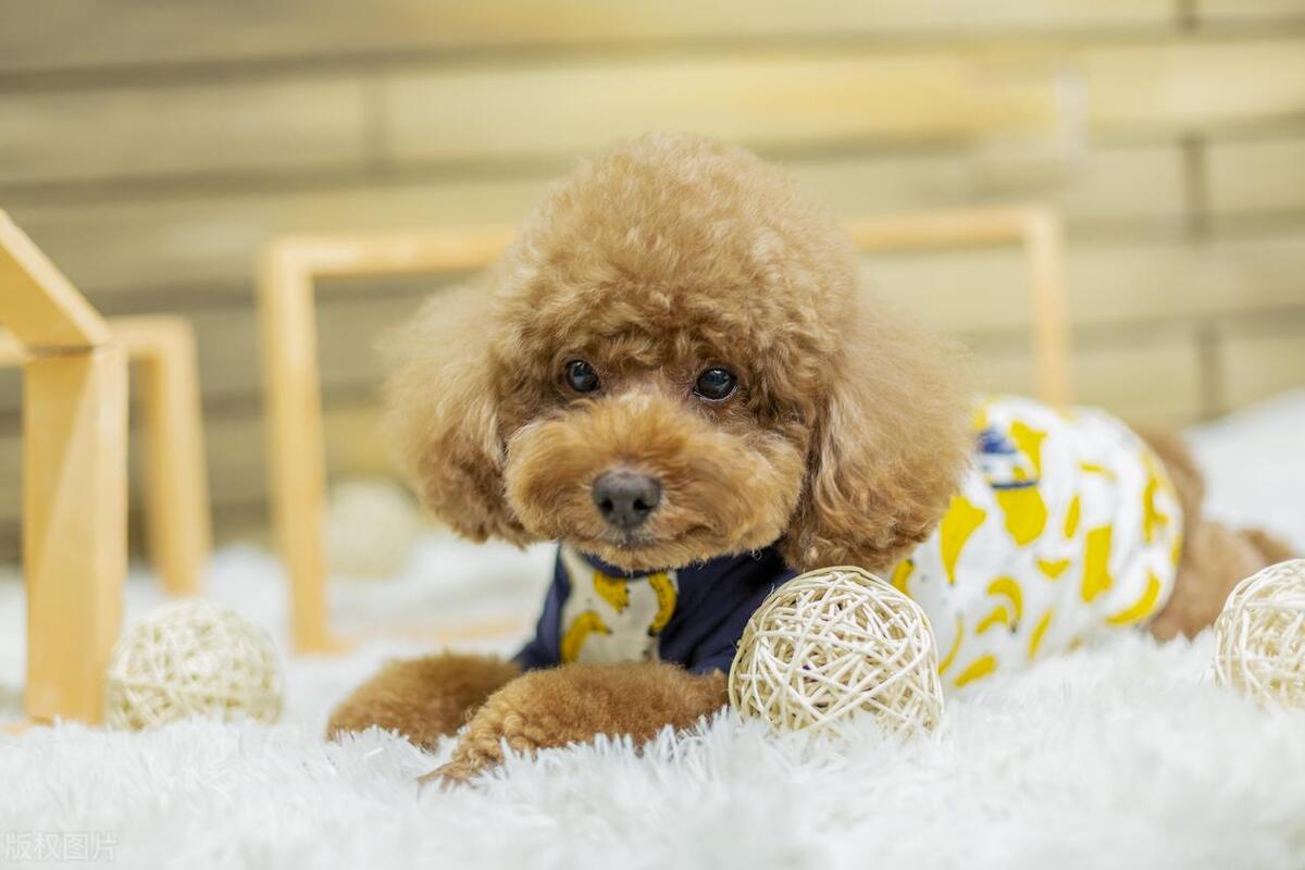 什么人适合养狗什么人不适合养狗,初次养狗的新手养什么狗比较好