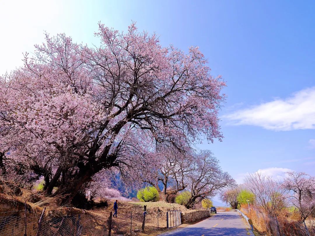 林芝花期预测,林芝桃花最佳观赏时间气温