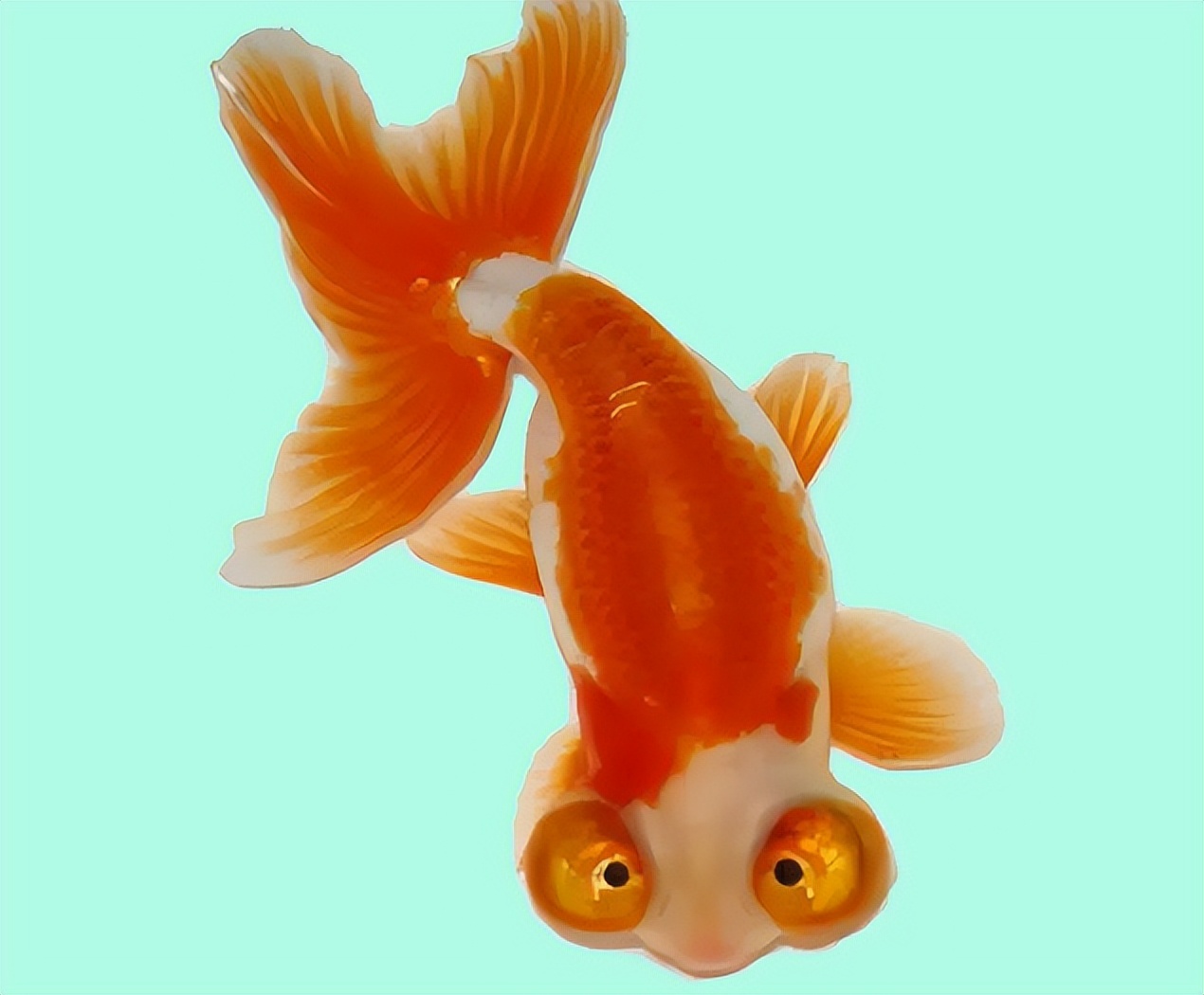 金鱼概述,金鱼图鉴