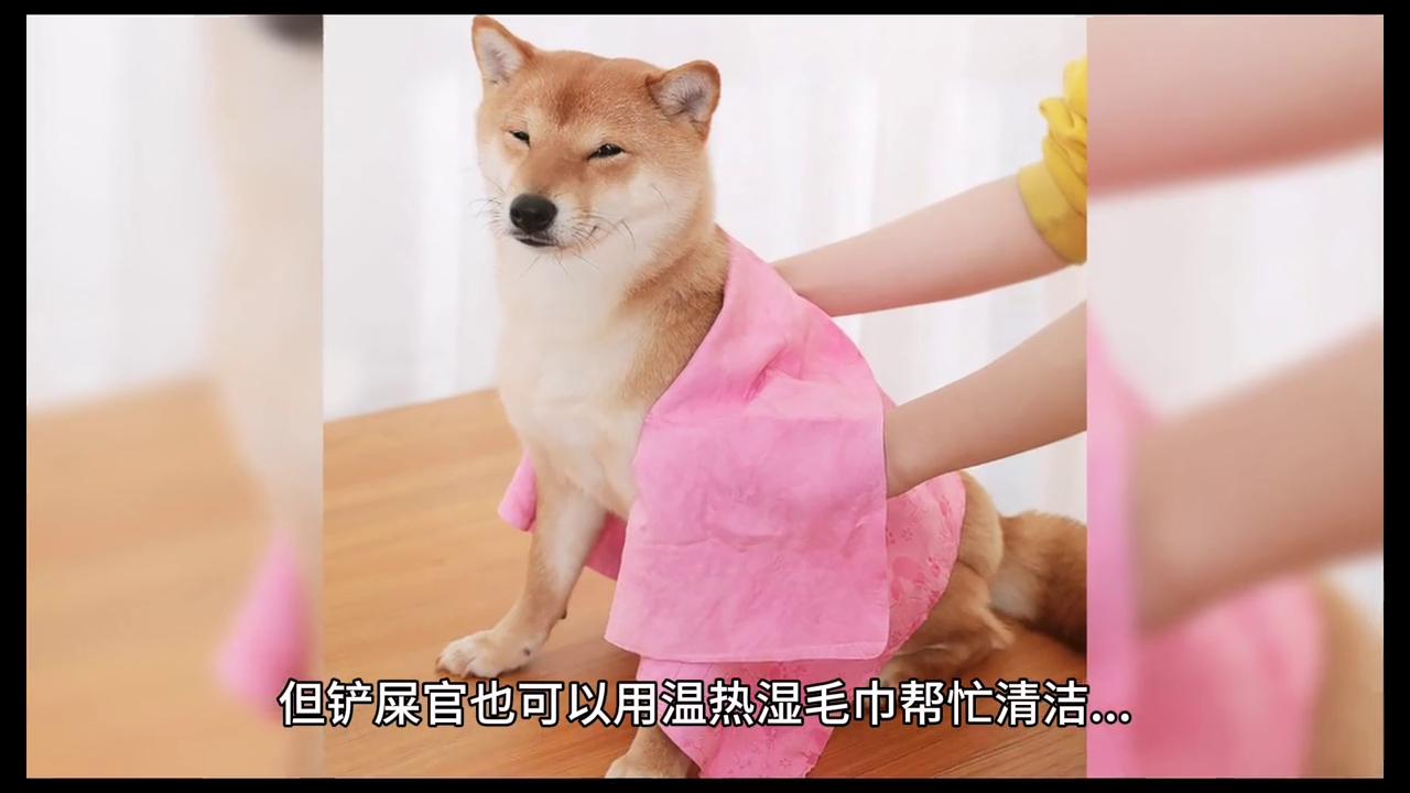 柴犬经历“大姨妈”，穿上生理裤，用热水袋敷在肚子上