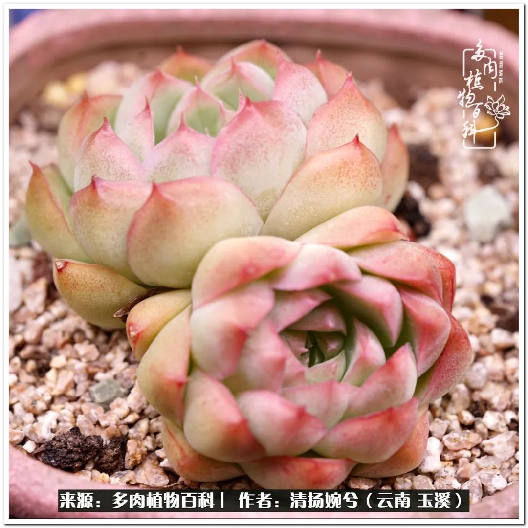 夏天好养颜值高的多肉,可爱的小多肉