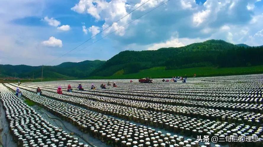 种植木耳和野生木耳,种植木耳的技术要点是什么