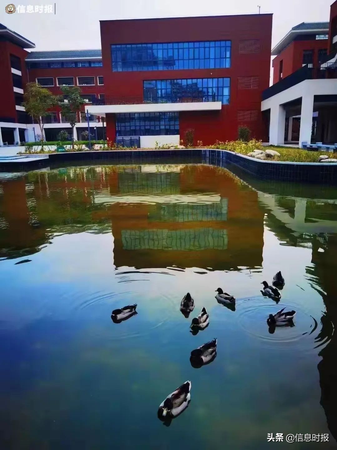 “咩咩”“嘎嘎”“哞哞”……广州多所学校“萌宠”出没