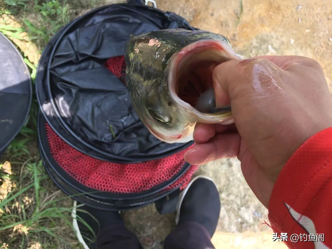 钓鲢鳙的调漂正确方法与步骤图解,钓鲢鳙的调漂的正确方法