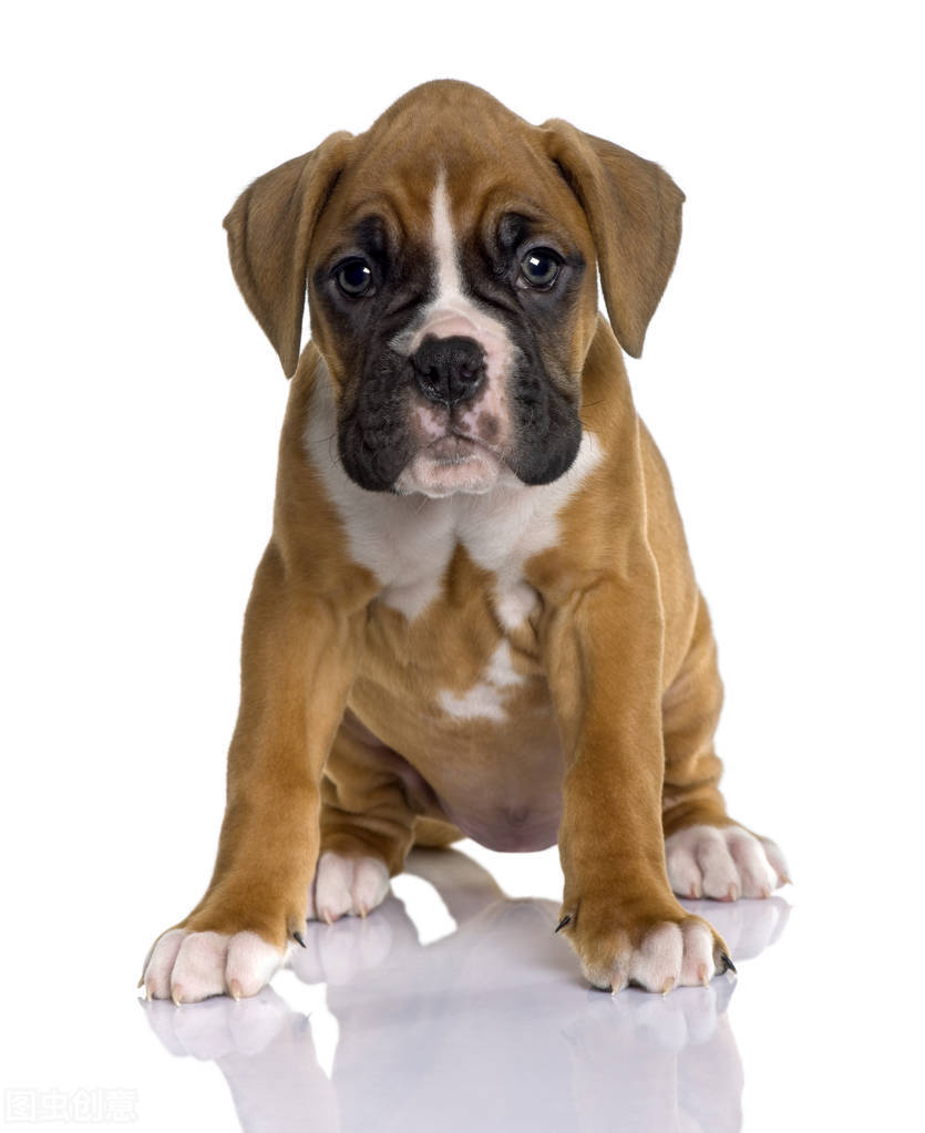 你的拳师鼻子干燥和结痂？这可能是鼻腔高钙化症。该怎么做呢？