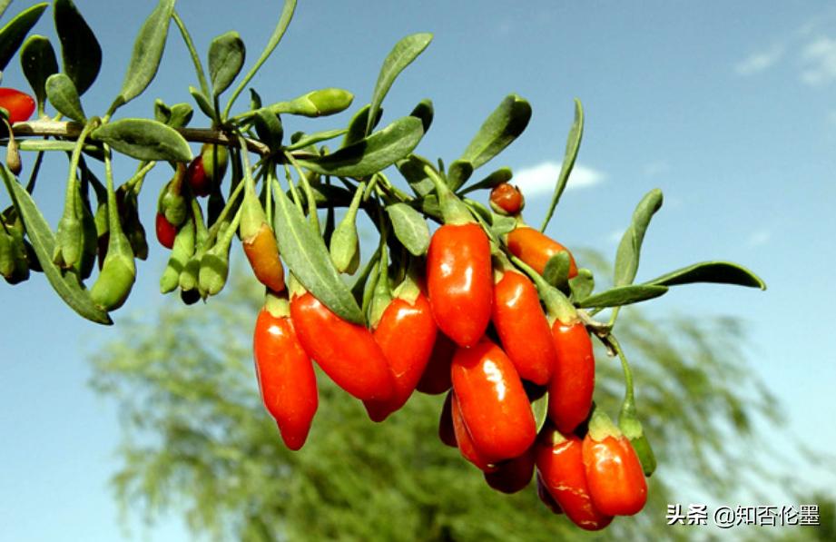 在家种植中药材哪些药材前景好,农村种植什么中药材最有前景