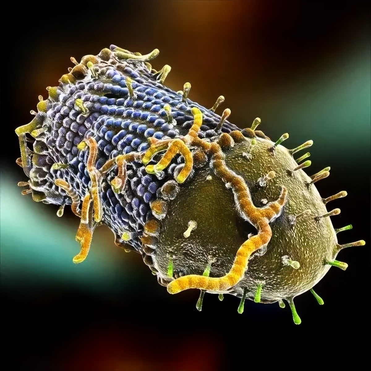 十大毁灭人类的病毒,地球上最强的5种病毒