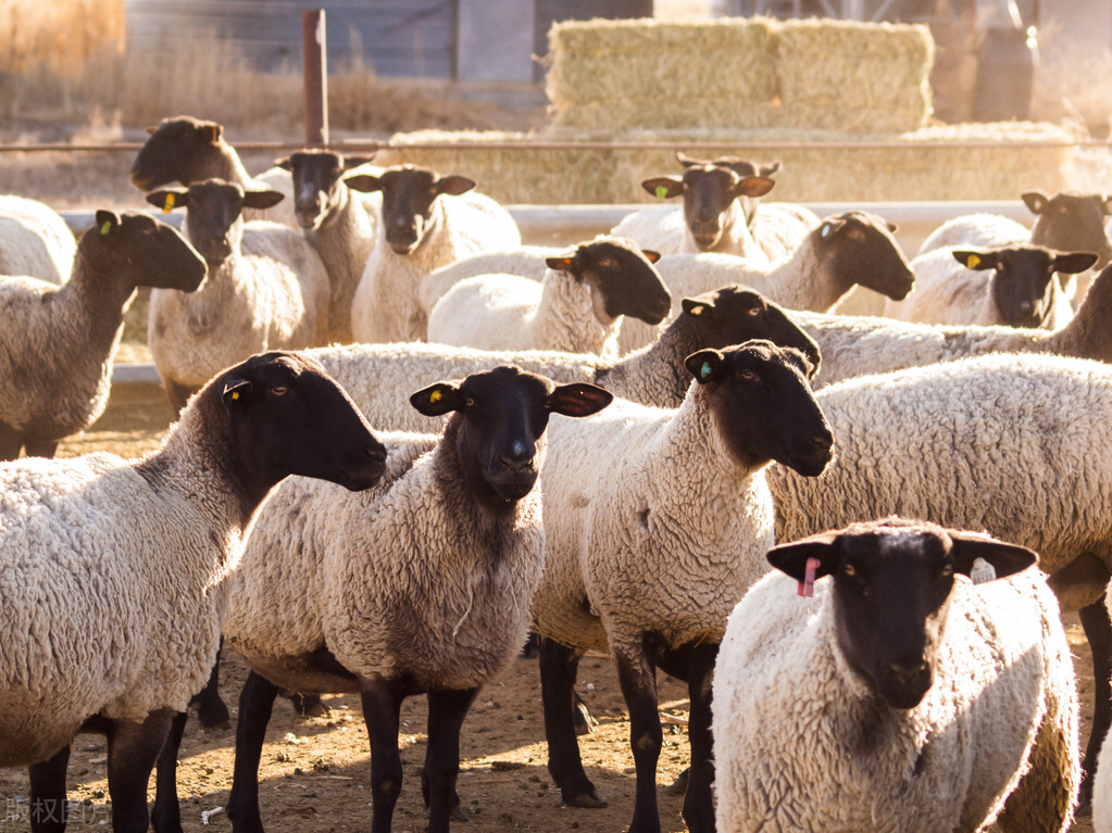 蜱虫对牛羊危害太大了,蜱虫对羊有哪些危害