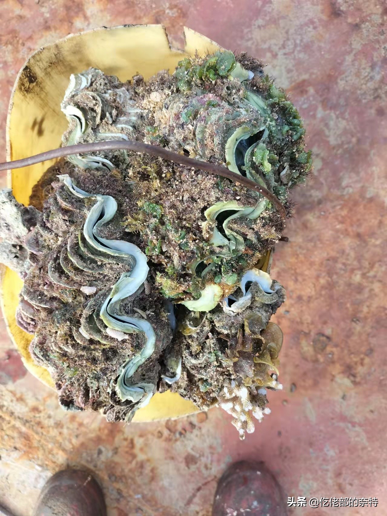 远洋船员带什么东西,远洋船员从国外带多少免税