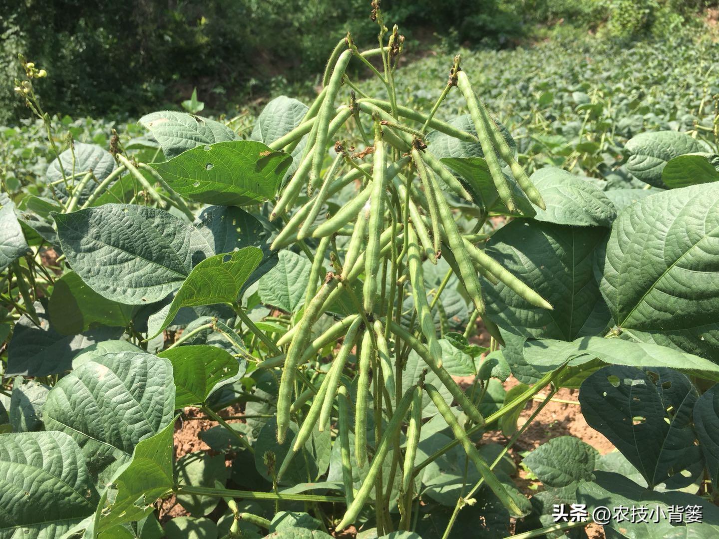 绿豆种植方法及种植时间,绿豆怎么种植和生长过程
