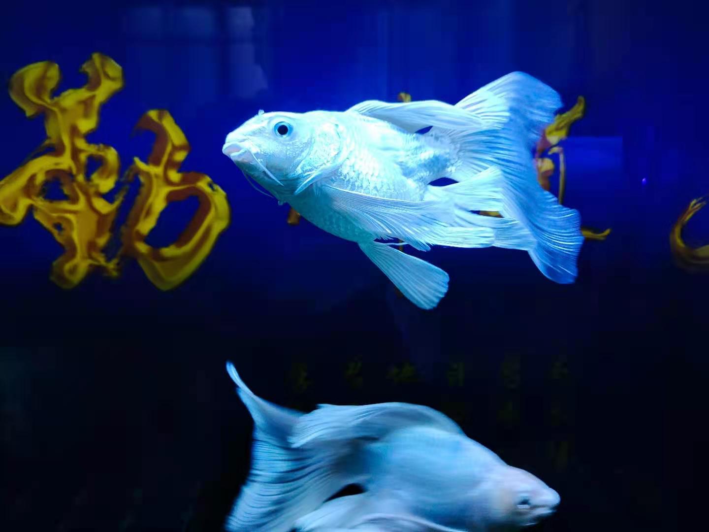 观赏鱼翻肚怎么救,观赏鱼翻鳃病怎么治疗