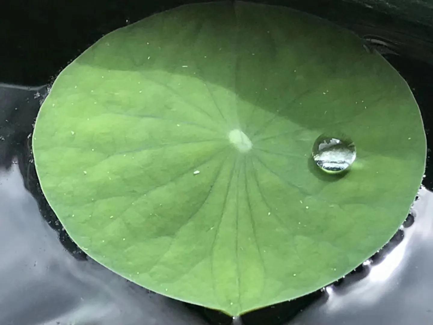 碗中种莲，年复一年花开花落到叶枯