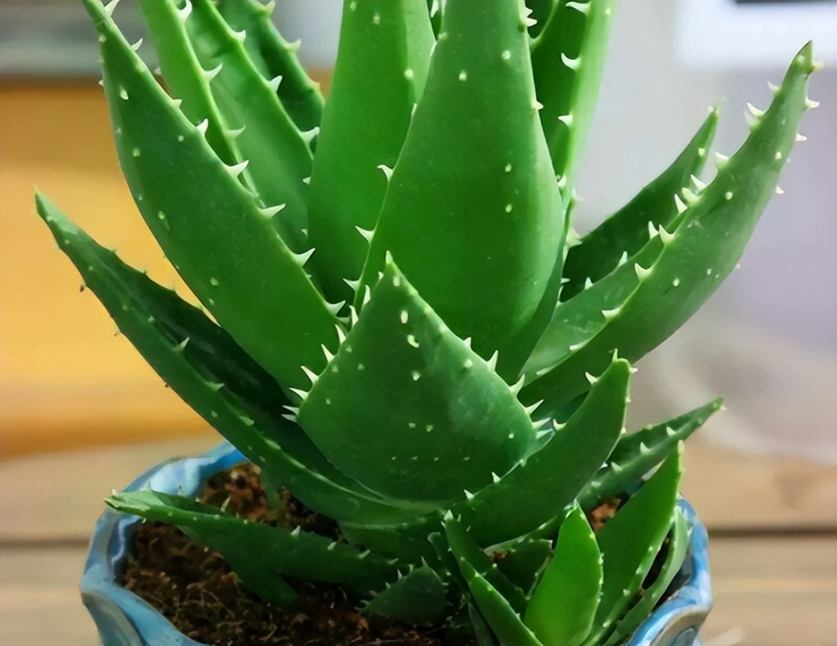 刚装修的新房放什么植物去甲醛,装修后去除甲醛放什么绿植