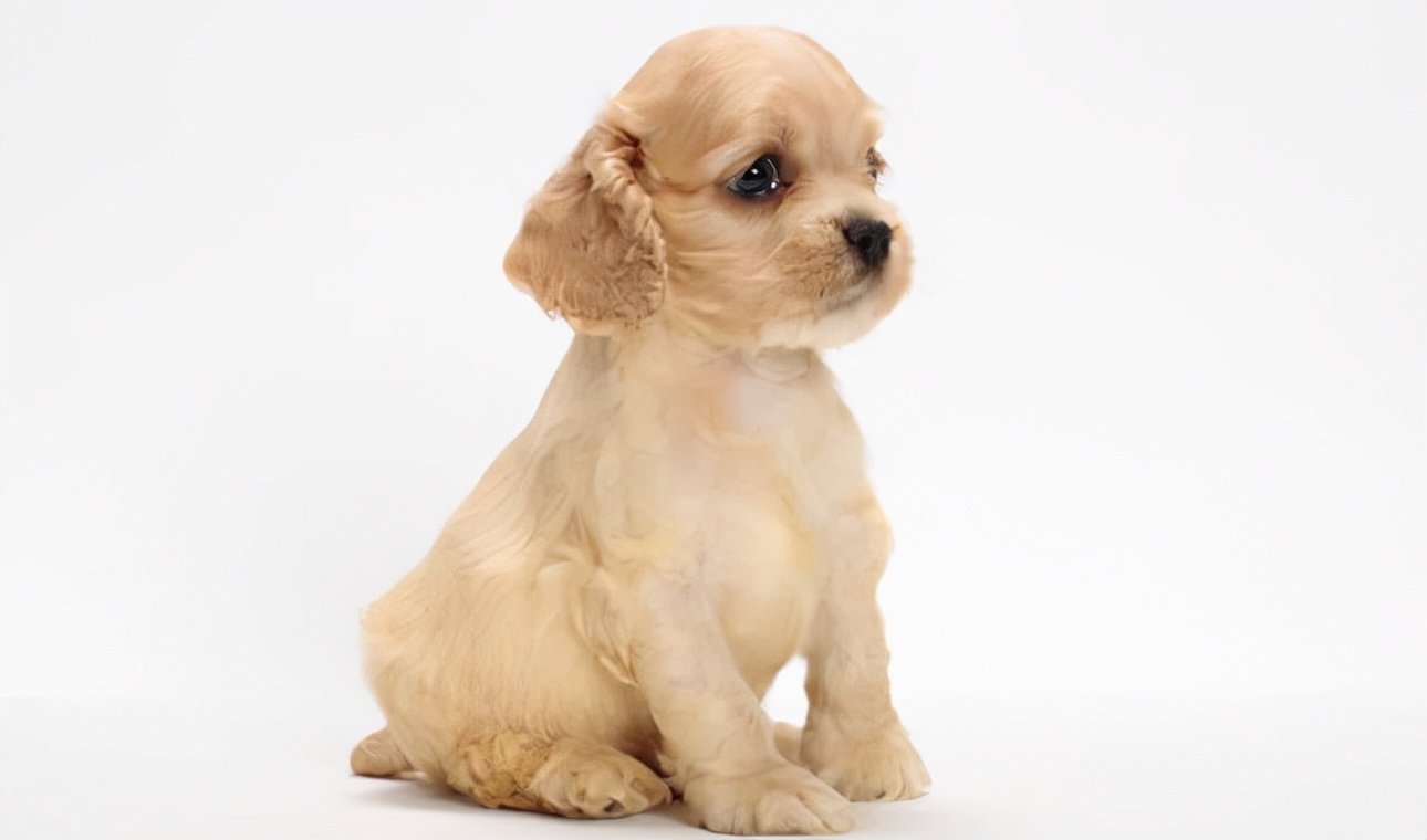 世界上最聪明的狗前10排行榜,世界上最聪明的狗是哪个狗