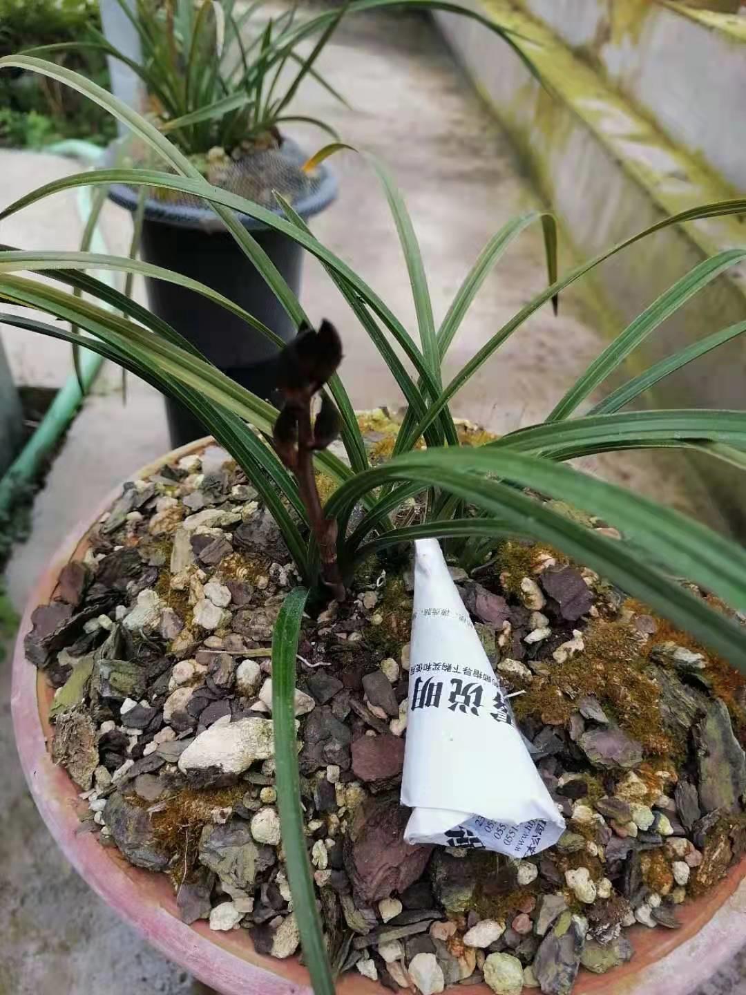 每日一品花卉,每日一品中国兰花春兰