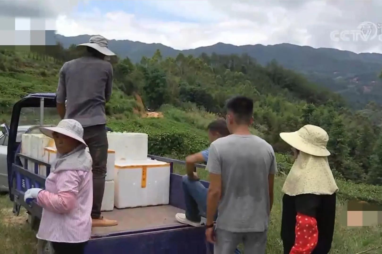 湖南小伙承包五千亩四年赚上千万,90后小伙承包15亩果园