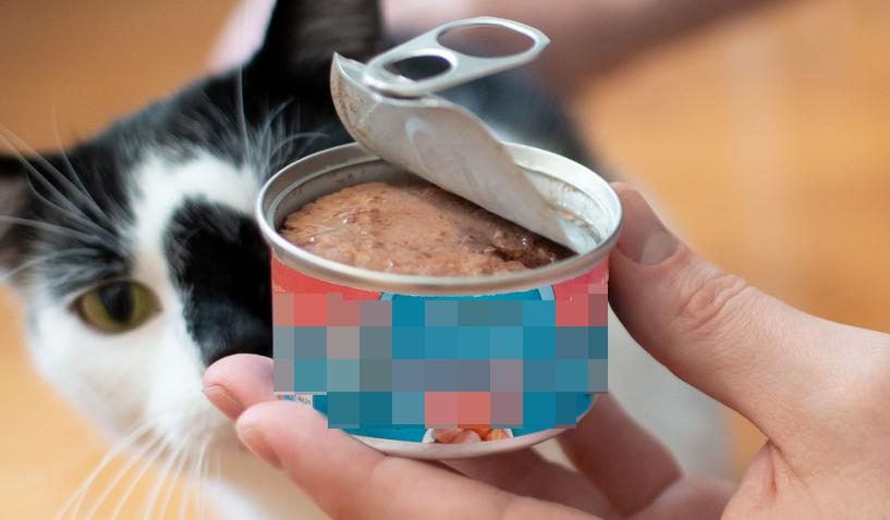 猫咪挑食光吃罐头,猫咪挑食吃罐头怎么办