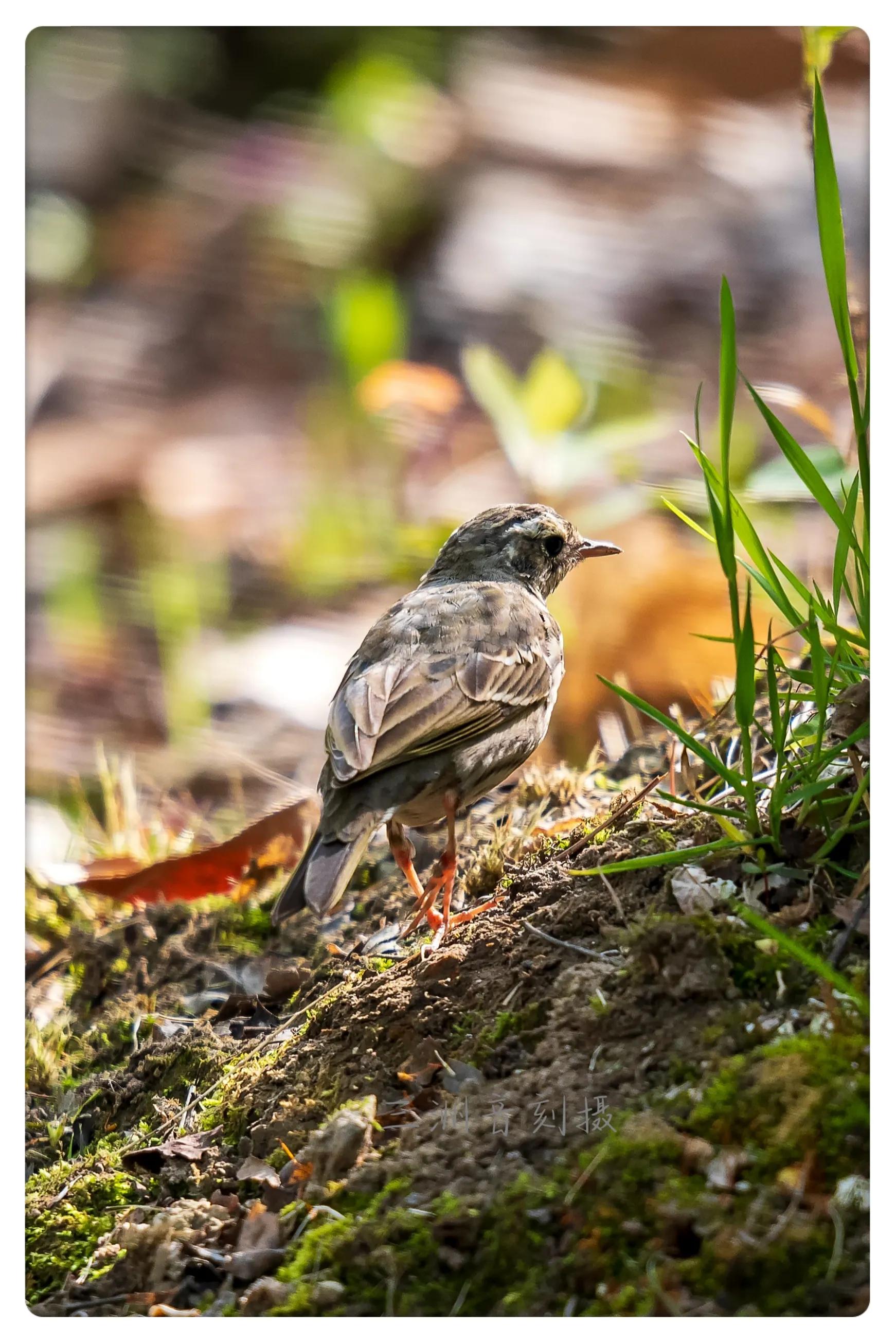 上海国际汽车城安亭,上海安亭国际汽车城
