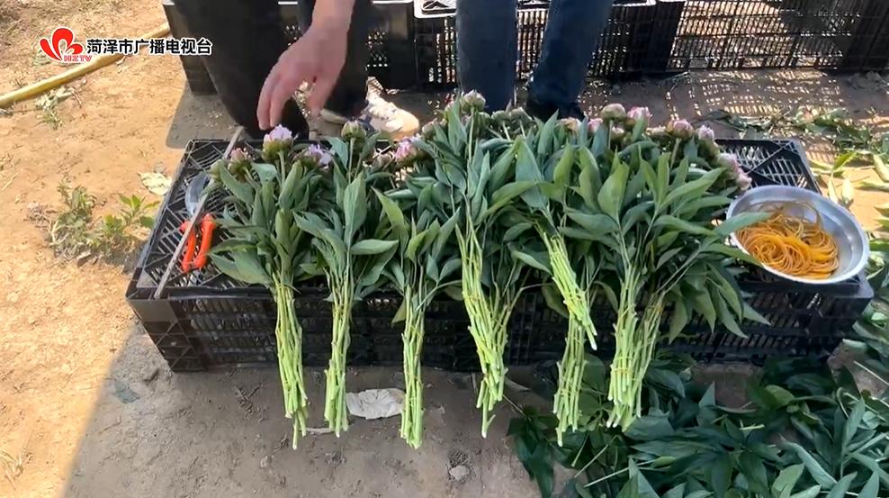 鲜花去哪了？带您在花尽处，又见“花开”