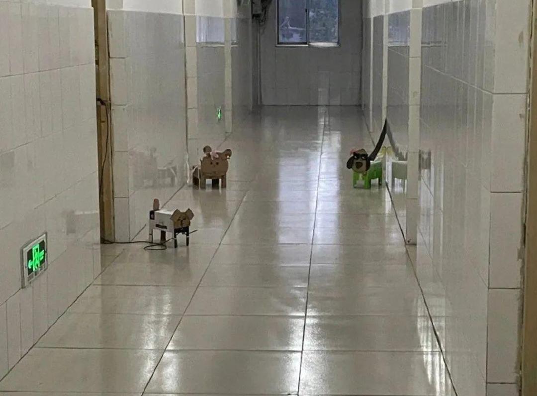 当代大学生的迷惑行为一个视频,纸箱手工制作教程可爱的小狗