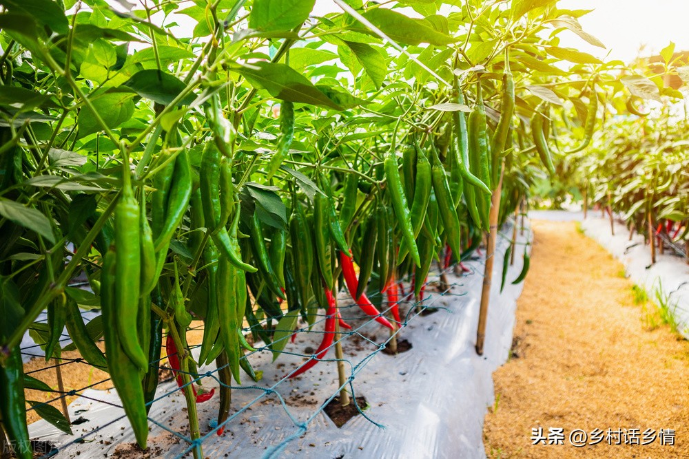2022年春季种植啥蔬菜最合适,2024年北方春季种什么蔬菜最挣钱