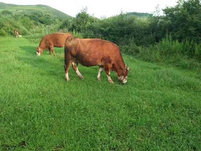 农村散养什么羊赚钱多,散养牛羊的最佳方法