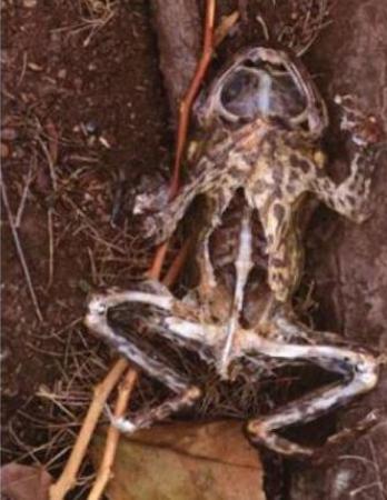 世界上最大的蟾蜍是,全世界最大的蟾蜍