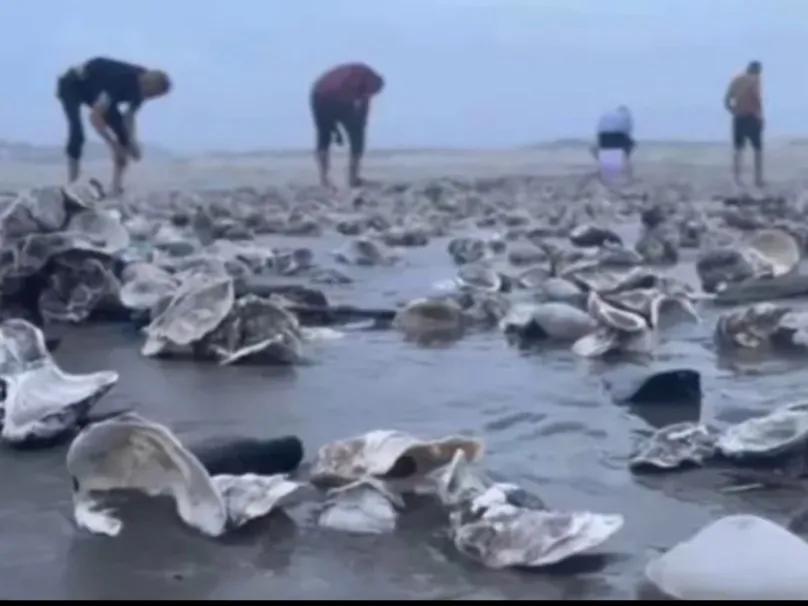 台风来了东海银鲳鱼,台风后的沙滩遍地海鲜