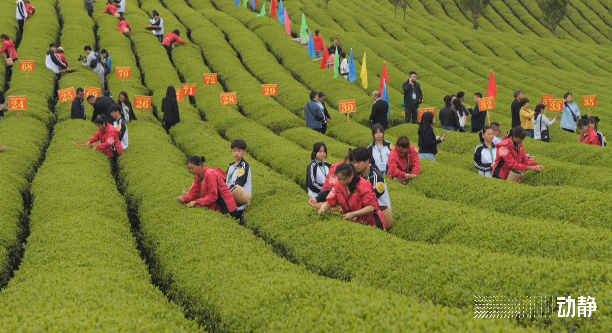 金手指大赛是真的吗,金手指采茶竞赛