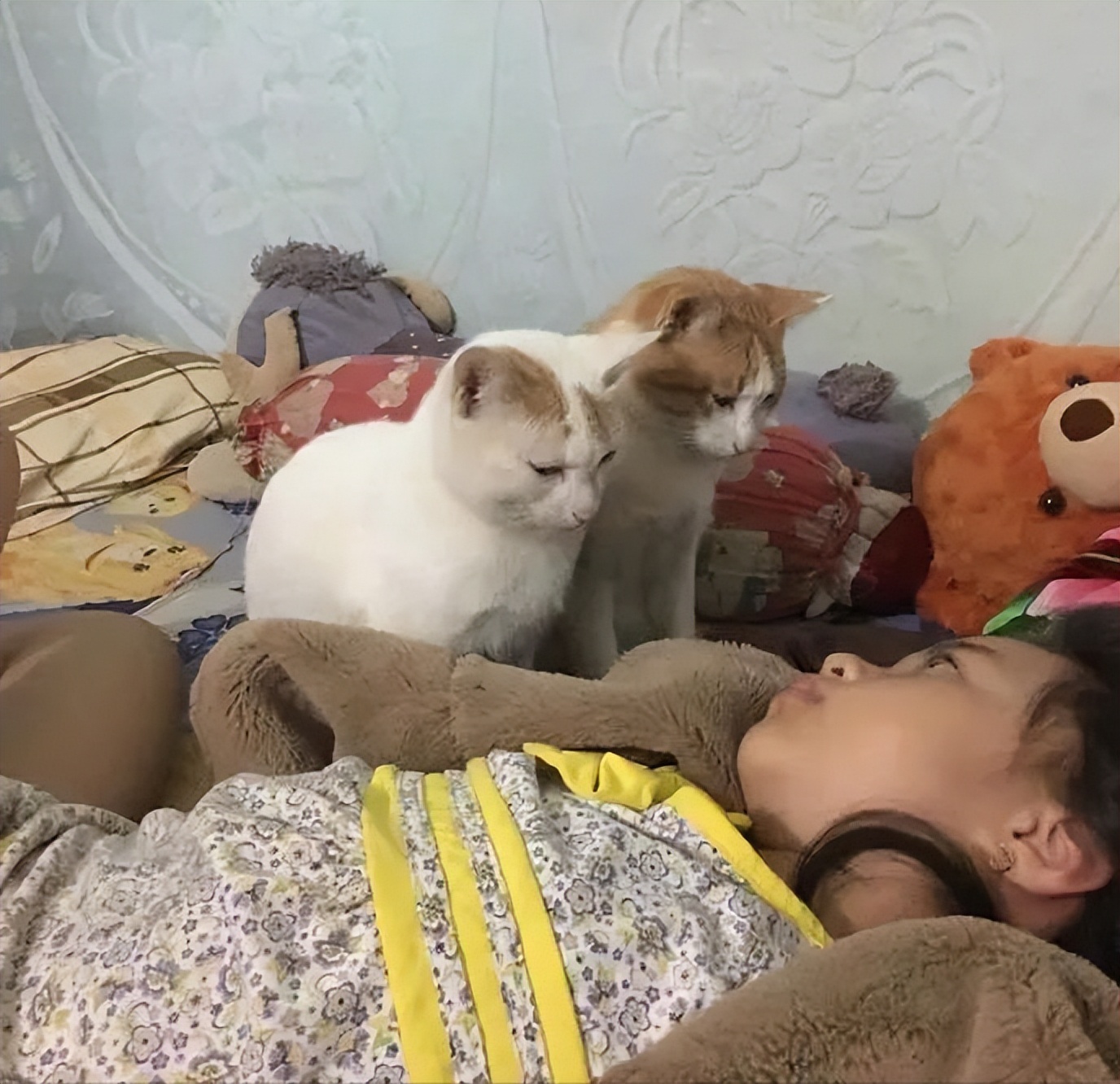 猫咪早上一直叫是怎么回事,早上睡觉猫咪一直嗯喵嗯喵的叫