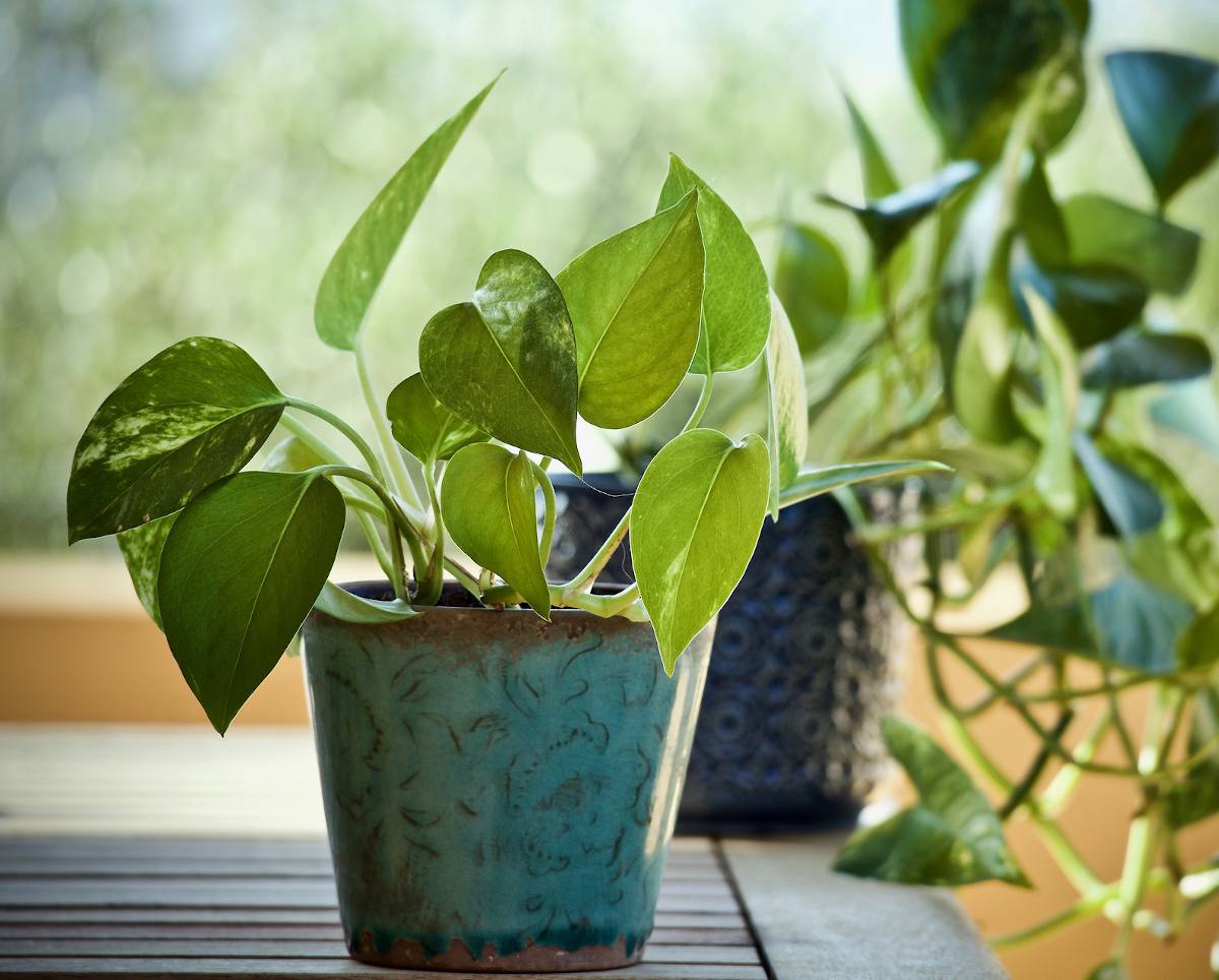 怎么养绿萝爆盆又不长藤,让绿萝5年爬满墙不黄叶的方法