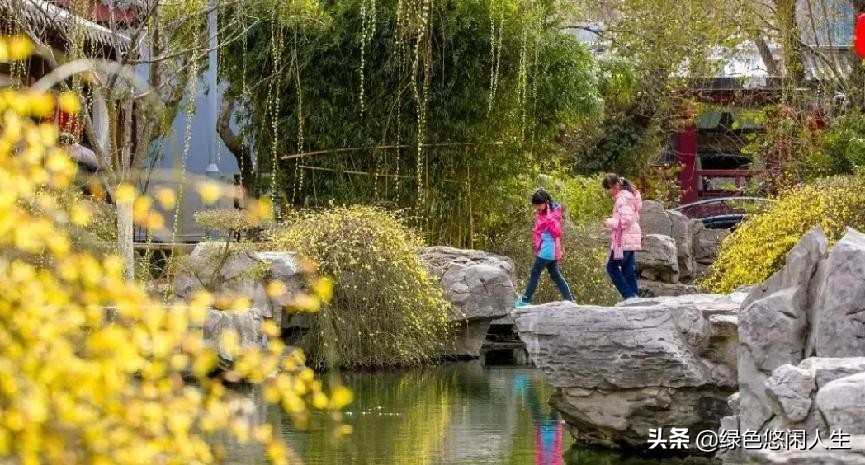 玉堂春富贵指哪些花,玉堂锦绣富贵春寓意