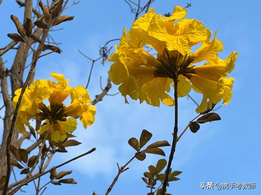 黄花风铃木品种介绍,黄花风铃木生长缓慢