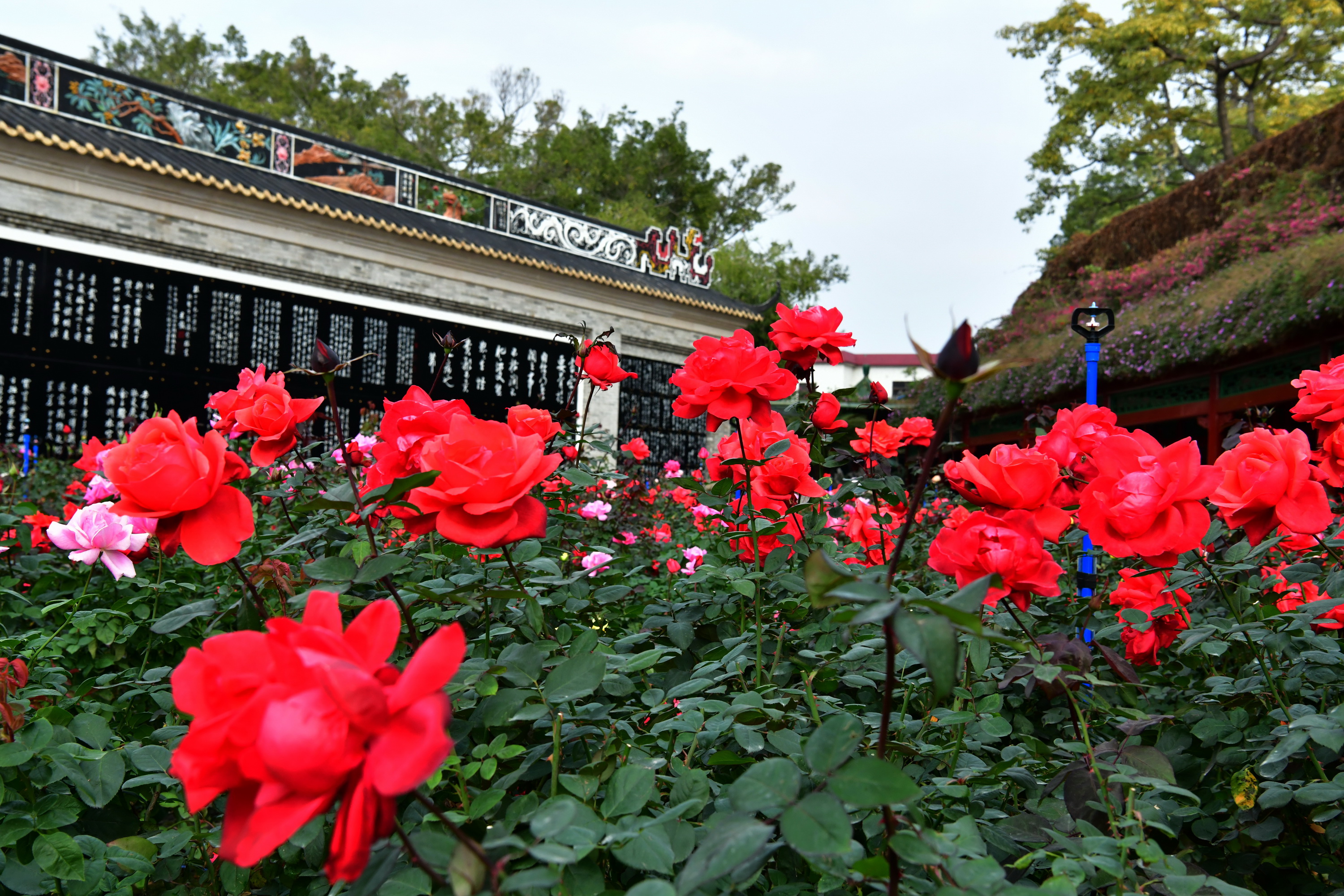 广州市番禺区宝墨园攻略,广州宝墨园景观