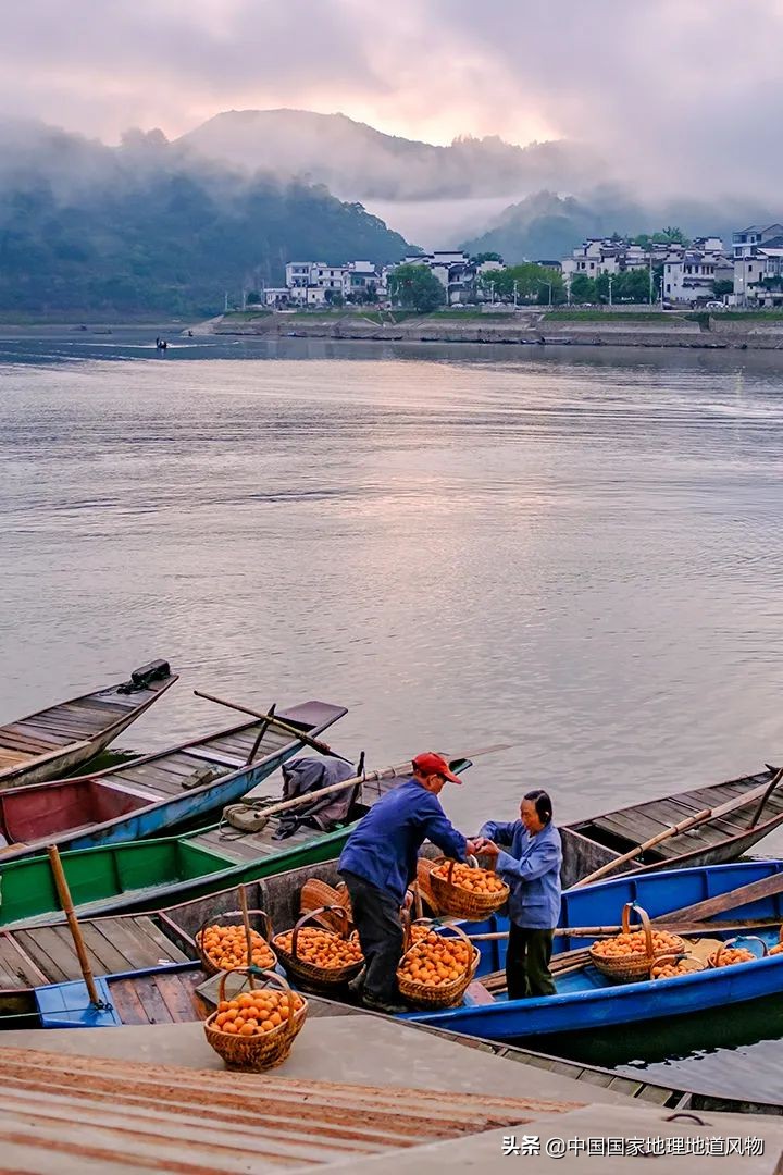 北方人认识枇杷吗,南方人有多爱嗦粉