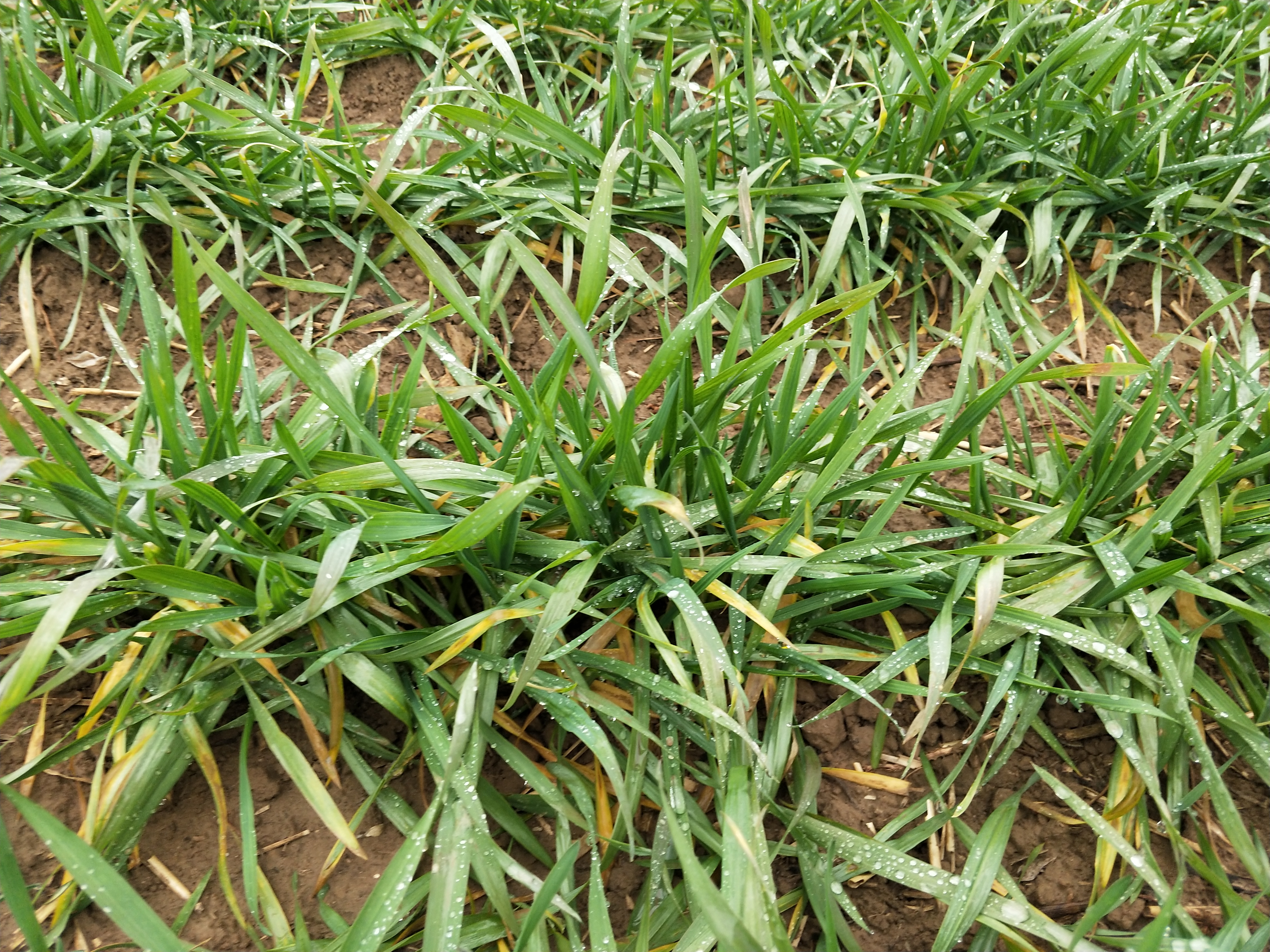 小麦黄化干枯的原因,小麦叶发黄是虫害还是药害