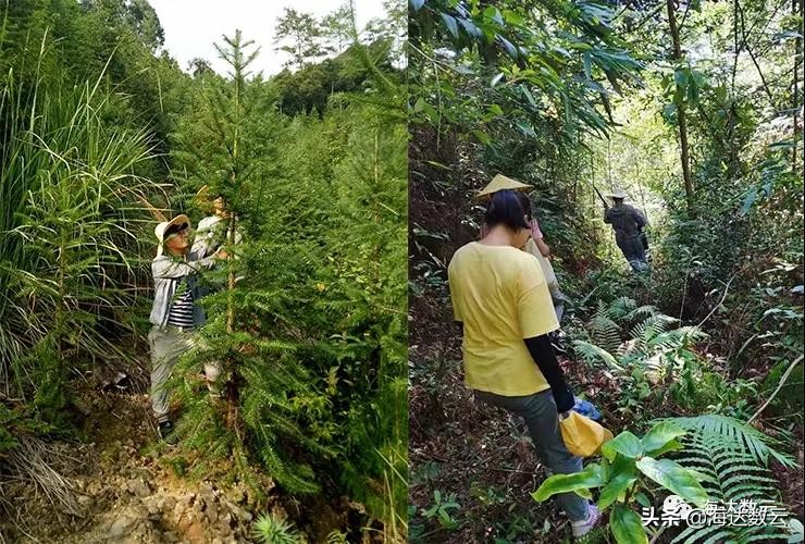 激光雷达林业调查,激光雷达森林防火