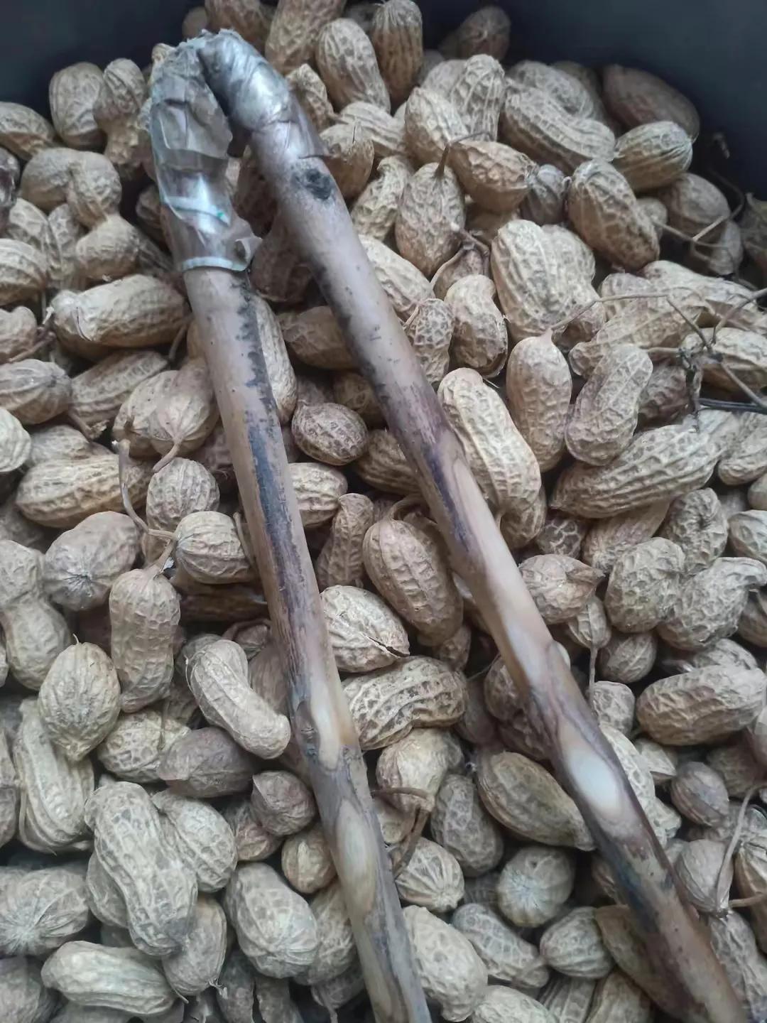 剥花生用什么工具,剥花生后心口疼