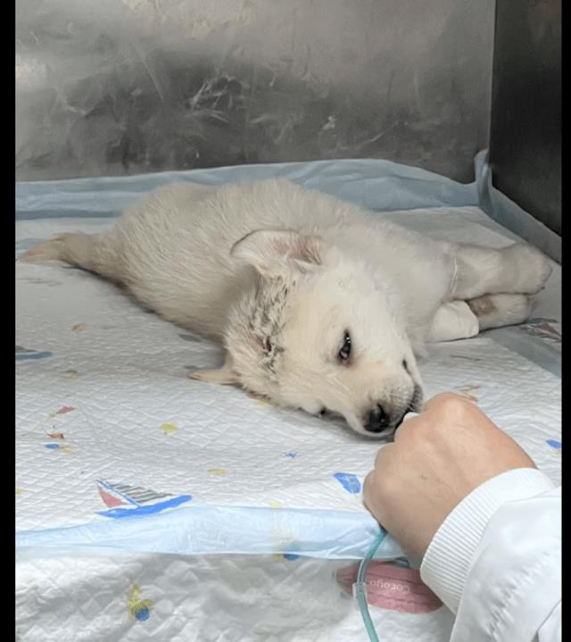 我在树下发现一只病狗，医生建议我放弃治疗，但它却活了下来