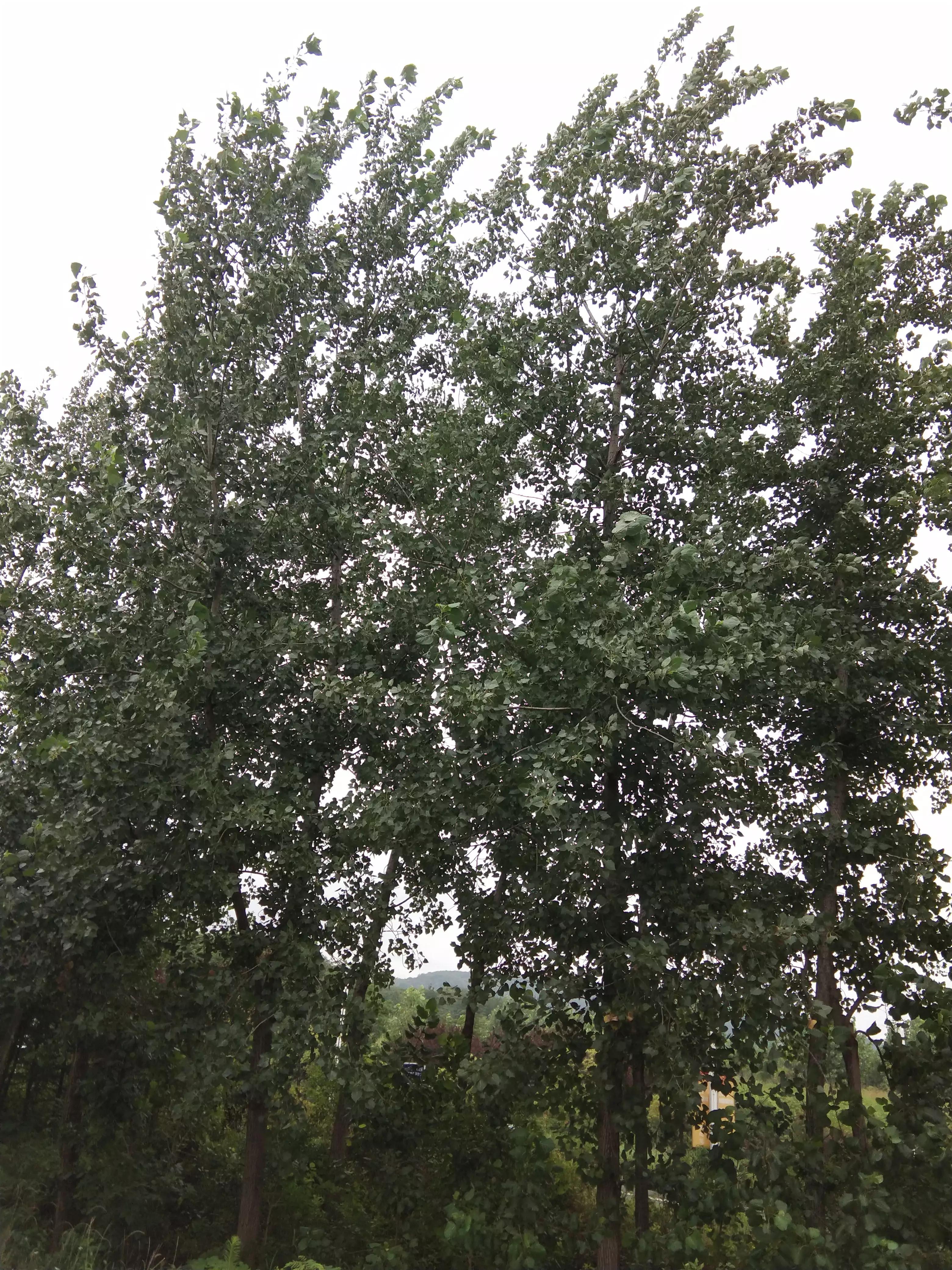 户外音响哪个品牌好,户外唱歌