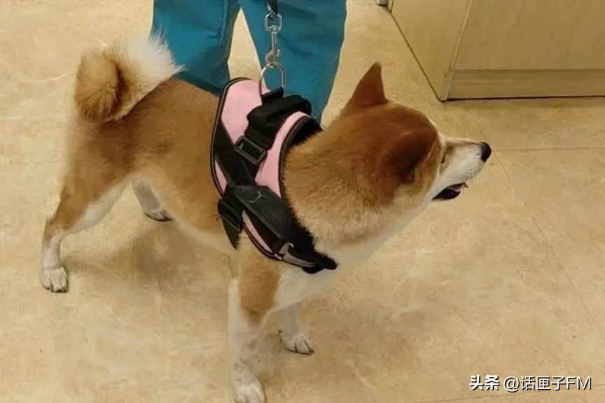 宠物走丢了有救助办法吗,宠物在宠物店走丢怎么办