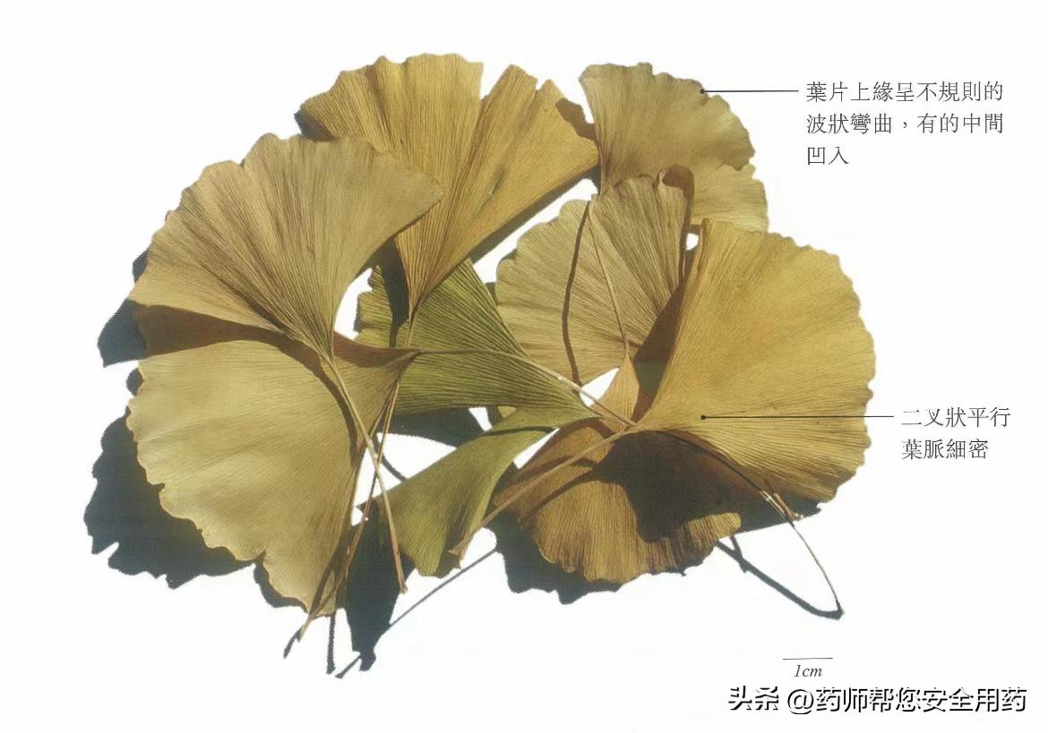 银杏叶类药最好的是哪种,活血化瘀的中成药含银杏的是什么