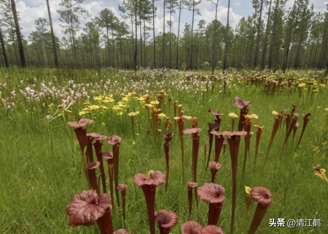 有什么推荐的食虫植物,又好看又便宜的食虫植物