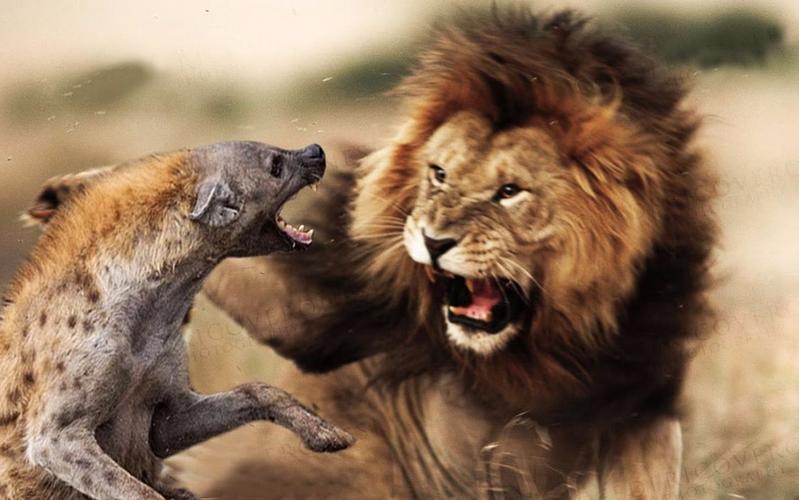 狮子都怕的鬣狗！靠掏肛术称霸非洲，实属无奈之举？