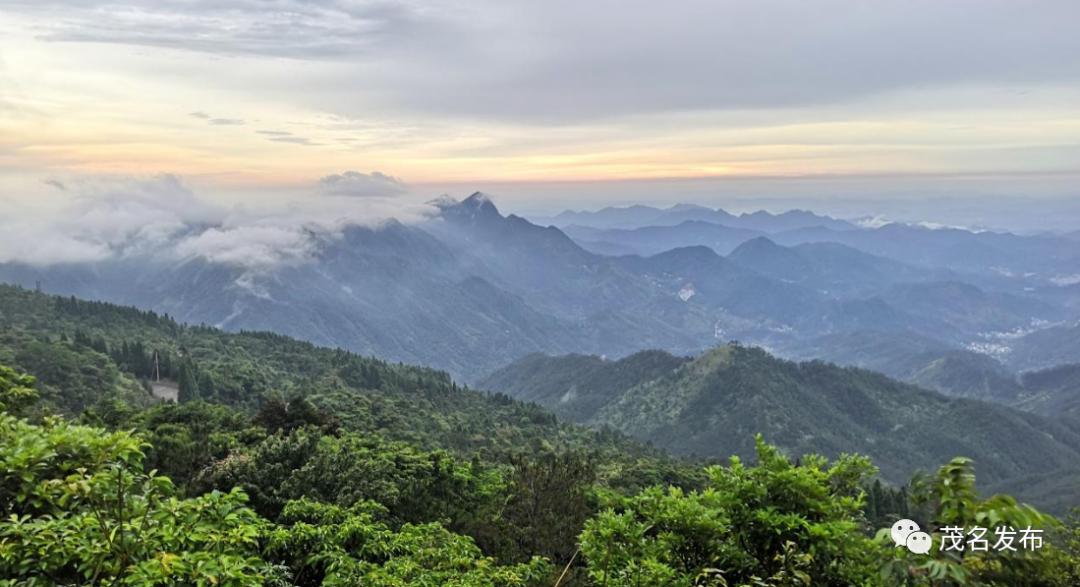 浙江神奇物种,茂名发现新物种